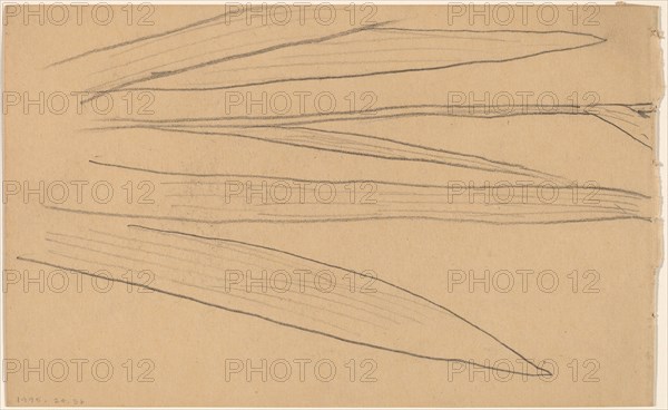 Study of a Flower [verso], 1890/1897.