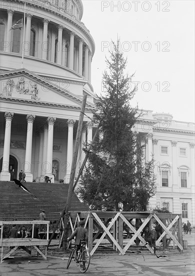 Christmas Trees - Christmas Tree At Capitol, 1913. Washington DC.