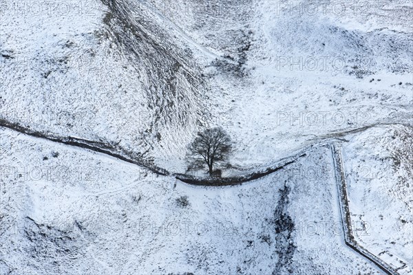Sycamore Gap Tree on Hadrian's Wall in the snow, Northumberland, 2018.