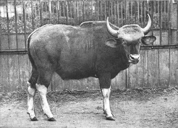 ''The Gaur (Bos Gaurus) from the Sultan of Pehang', 1890. Creator: Unknown.