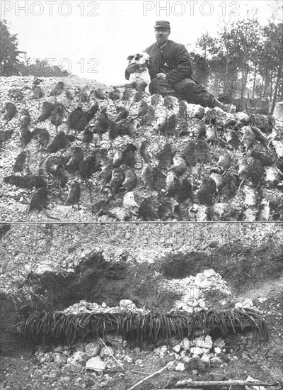 'La Guerre en Belgique et en France; l'extermination des rats sur le front : un beau..., 1916. Creator: Gorce.