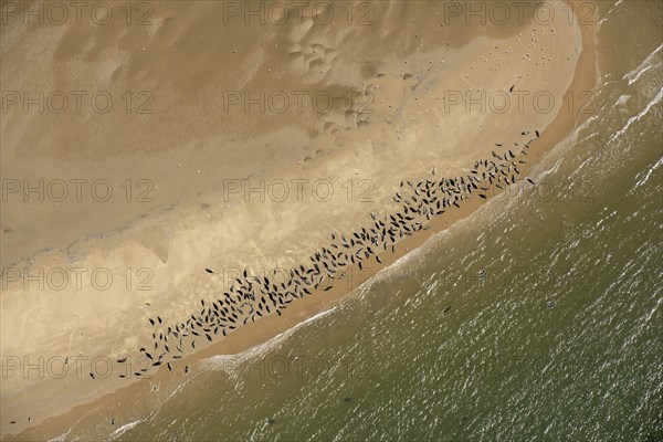 Seal colony on Scroby Sands, Norfolk, 2021.