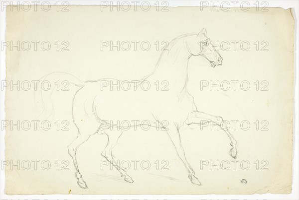 Stallion, n.d.