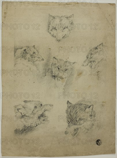 Six Sketches of Wolf Heads, n.d.