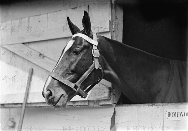 Horse Shows - Horse in Washington Horse Show, 1913.