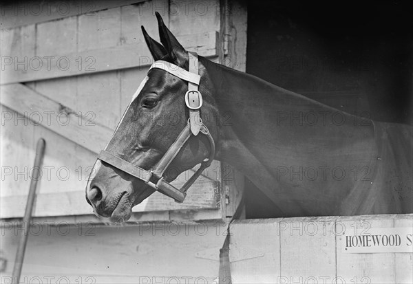 Horse Shows - Horse in Washington Horse Show, 1913.