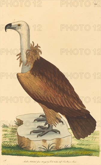 The Alpine Vulture, 1793.