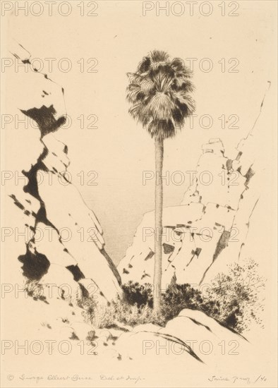 Palm Canyon (no.1), c. 1920.