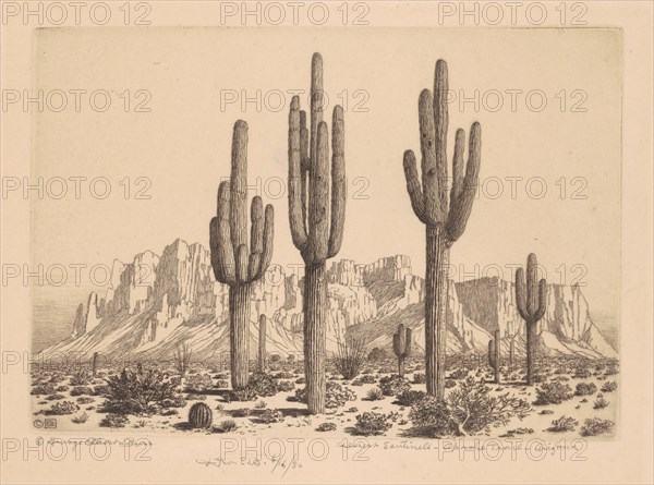 Desert Sentinels, Apache Trail, Arizona, c. 1930.