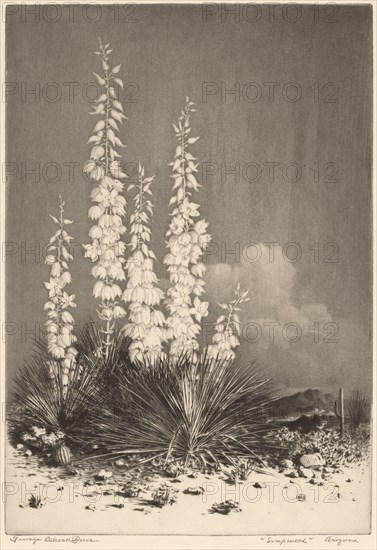 Soapweed, Arizona (no. 2), c. 1924.