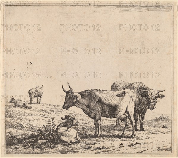 Cow, Bull and Calf.