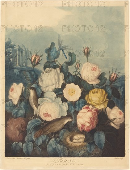 Roses, 1805.