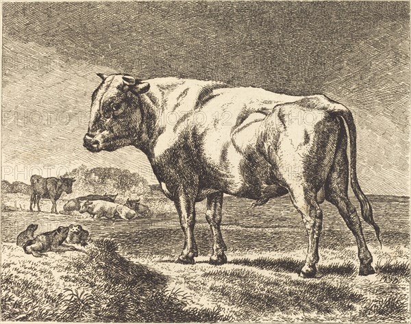 Cow.