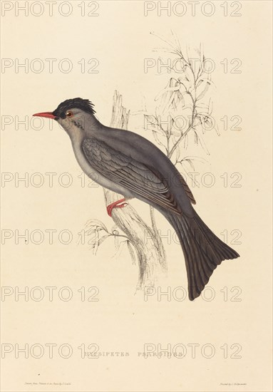 Hypsipetes Psaroides (Black Bulbul).