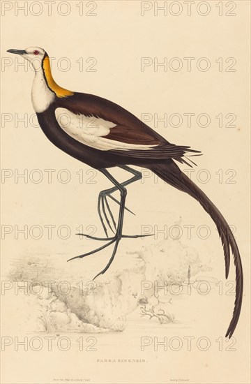 Parra Sinensis (Pheasant-Tailed Jacana).