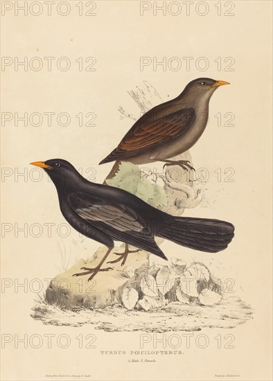 Turdus Poecilopterus (Aztec Thrush).