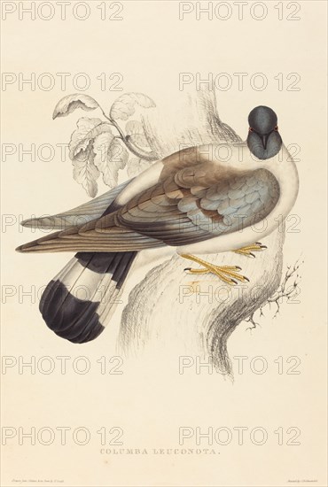 Columba Leuconota (Snow Pigeon).
