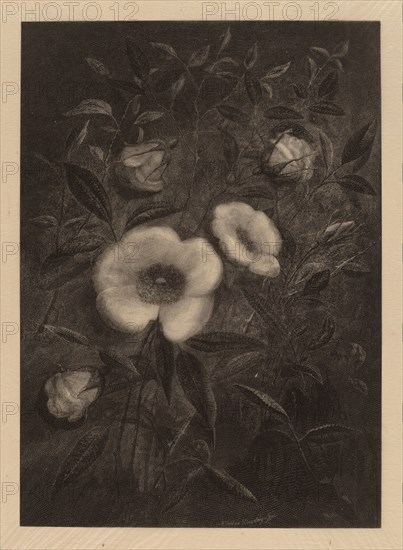 Wild Roses, 1883.