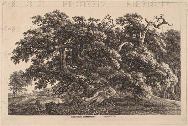 A Widely Expanding Oak Tree, 1825/1830.