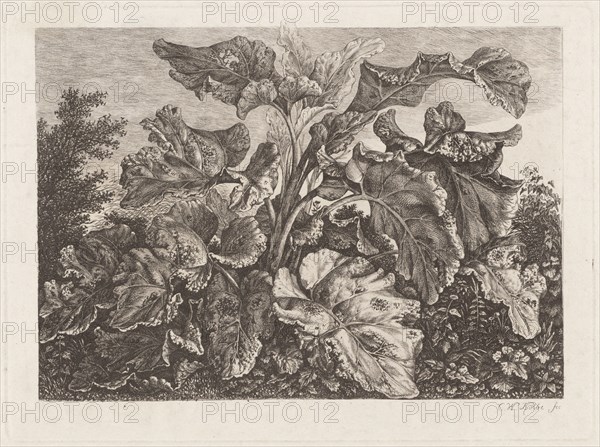 Plant Study with Burdock, c. 1820?.