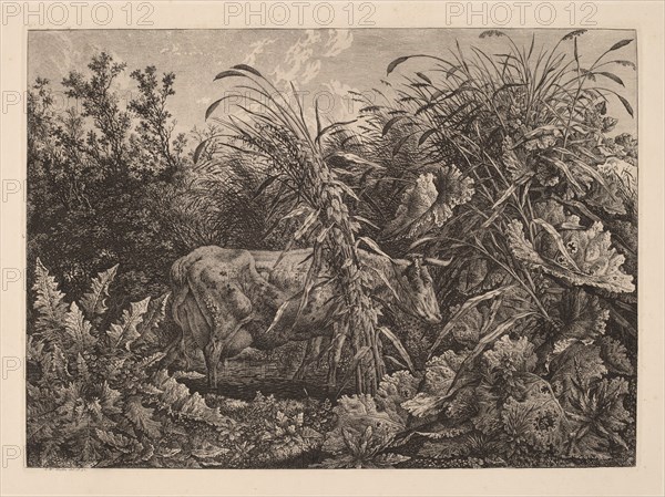 The Cow in the Swamp, 1800/1803.