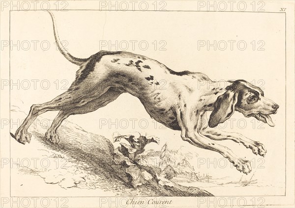 Chien courent (Running Hound).