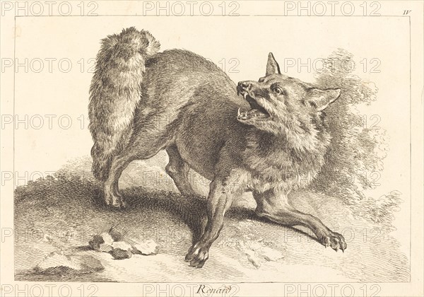 Renard (Fox).