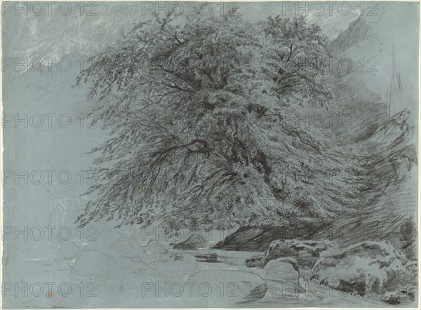 A Wild Beech in Full Leaf, 1858.