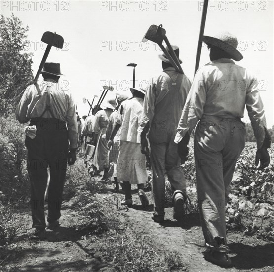 These cotton hoers work from 6 a.m. to 7 p.m. for $1.00 near Clarksdale, Mississippi, June-July 1937.