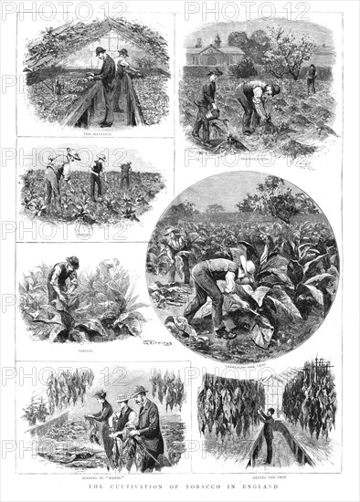 ''The Cultivation of Tobacco in England', 1890. Creator: T Griffiths.