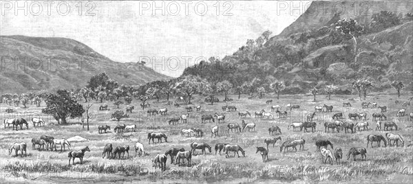 ''The Pioneer Corps of the British South Africa Co's Forces on their way to Mashonaland; The Camp on Creator: Unknown.