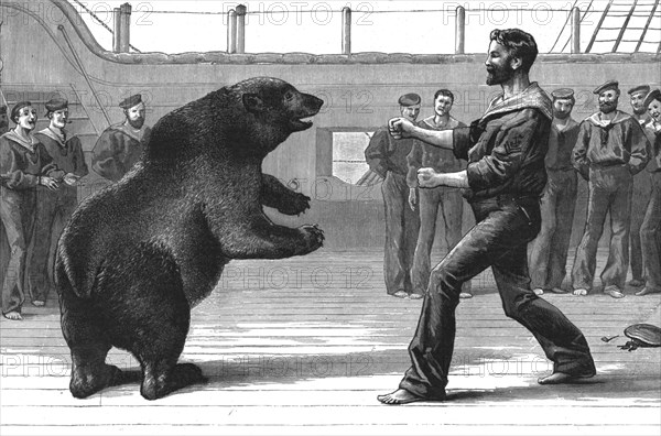 ''A Boxing Match on board H.M.S."Cambridge"; The pet bear "Bob" has now been transferred to the Zool Creator: Unknown.