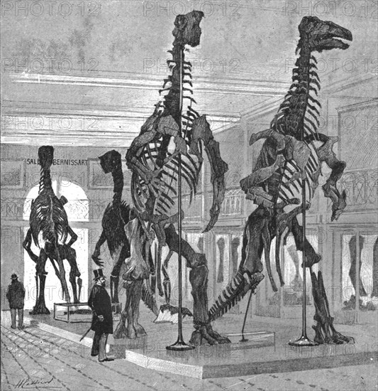 Fossil Iguanodons in the Bernissart Gallery of the Natural History Museum, Brussels', 1891. Creator: Hendrick Cassiers.