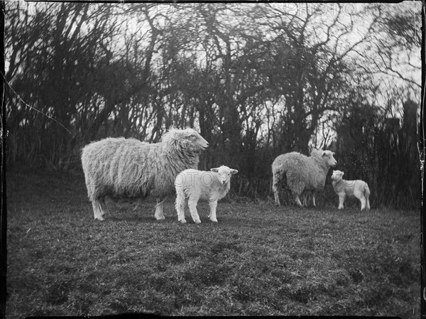 Broomfield, Broomfield and Kingswood, Maidstone, Kent, 1904. Creator: Katherine Jean Macfee.