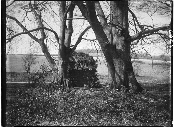 Rewell Wood, Arundel, Arun, West Sussex, 1908. Creator: Katherine Jean Macfee.