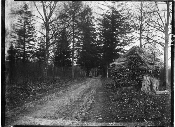 Rewell Wood, Arundel, Arun, West Sussex, 1908. Creator: Katherine Jean Macfee.