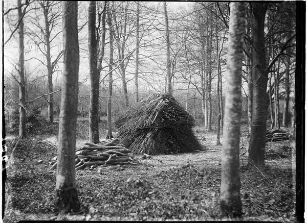 Rewell Wood, Arundel, Arun, West Sussex, 1908. Creator: Katherine Jean Macfee.