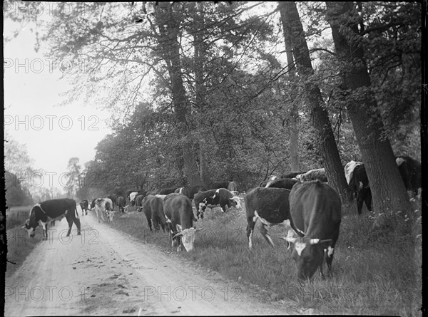 Castle Ashby, South Northamptonshire, Northamptonshire, 1920. Creator: Katherine Jean Macfee.