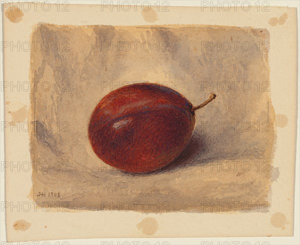 Plum, 1903. Creator: John Henry Hill.