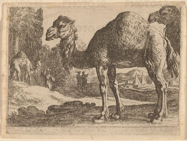 Camels. Creator: Herman van Swanevelt.