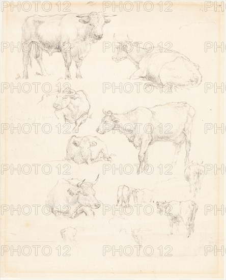 Studies of Cattle. Creator: Robert Hills.