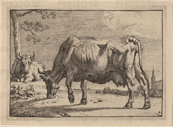 Grazing Cow, 1650. Creator: Paulus Potter.