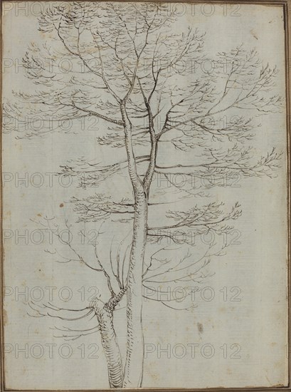 Bare Tree [verso]. Creator: Fra Bartolomeo.