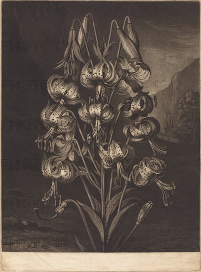 The Superb Lily, 1799. Creator: William Ward.