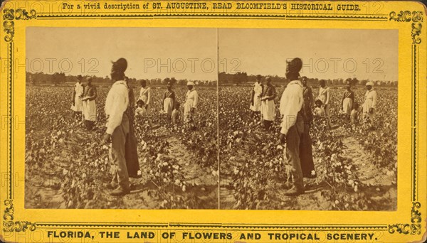 Picking cotton, c1850-c1930. Creator: Unknown.
