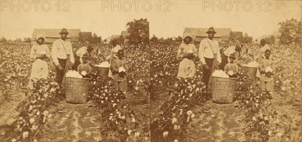 Picking cotton, c1850-c1930. Creator: Unknown.