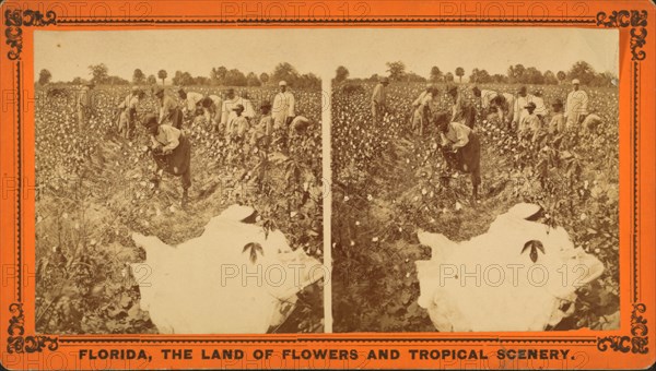 Picking cotton, c1850-c1930. Creator: Unknown.