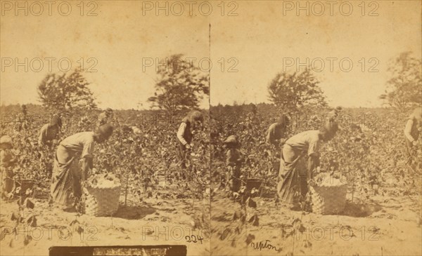 Picking cotton, c1850-c1930. Creator: Unknown.