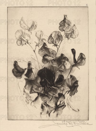 Sweet Peas, 1891. Creator: James David Smillie.