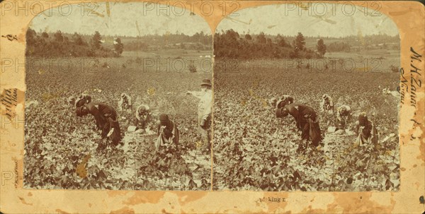 Picking cotton, (1868-1900?). Creator: Unknown.